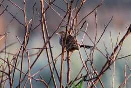 Image of Grass Wren