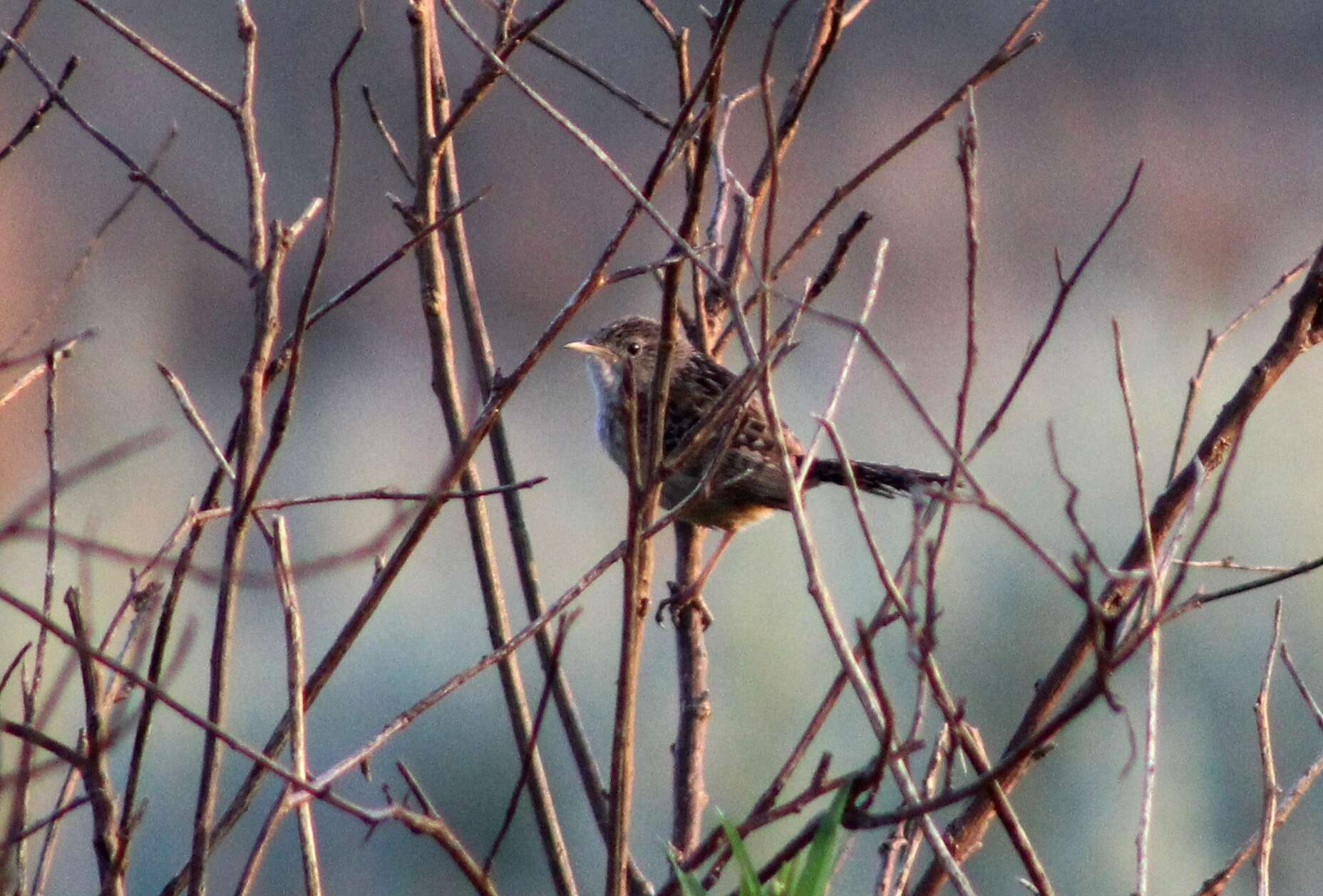 Image of Grass Wren