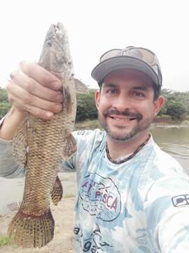 Image of Tiger fish