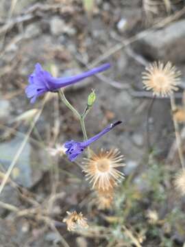 Image de Delphinium gracile DC.