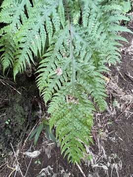 Image of Gaudichaud's halberd fern