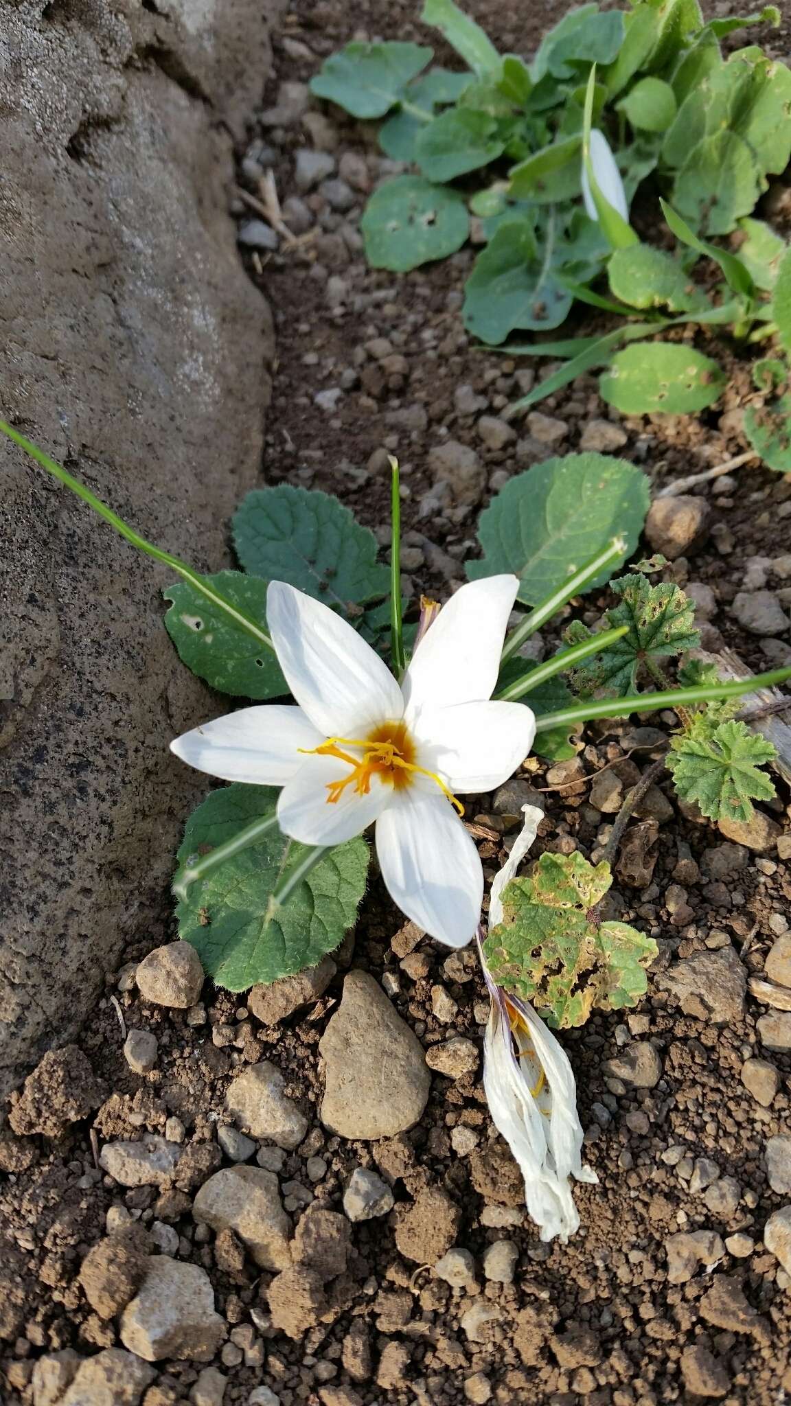 Image of Crocus aleppicus Baker