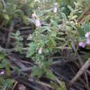 Plancia ëd Teucrium scordium subsp. scordioides (Schreb.) Arcang.