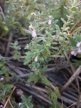 Imagem de Teucrium scordium subsp. scordioides (Schreb.) Arcang.