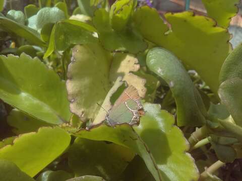 Image of Xami Hairstreak