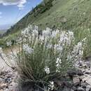 Imagem de Astragalus terminalis S. Wats.