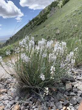 Image of railhead milkvetch