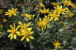 Senecio magnificus F. Müll. resmi