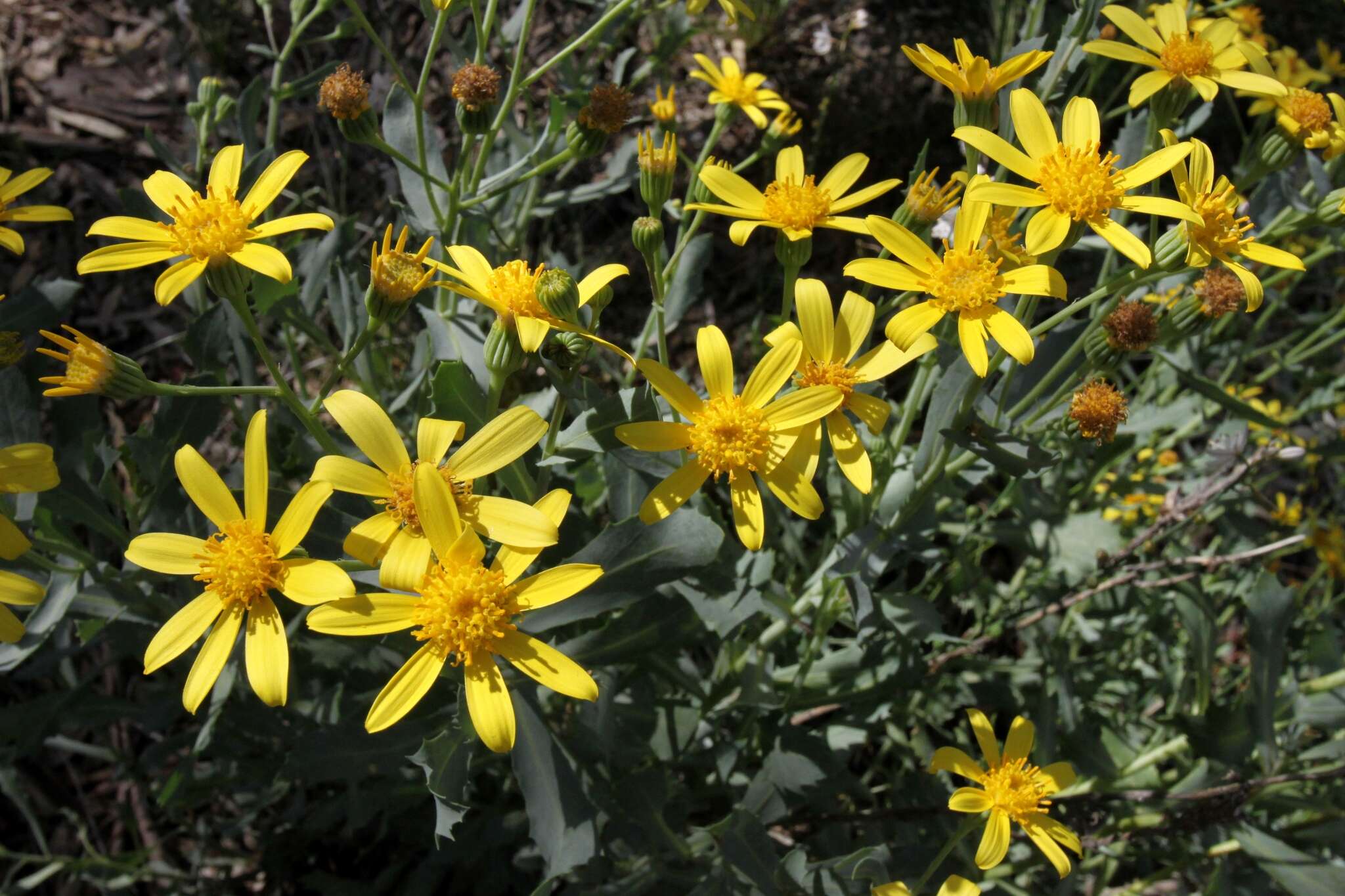 Senecio magnificus F. Müll. resmi