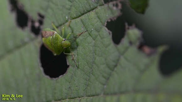 Image of Stink bug