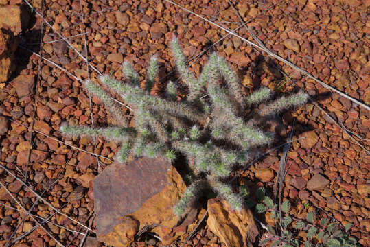 Image of Portulaca eruca Hauman