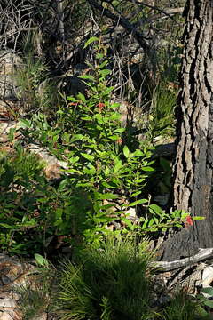 Image of Grevillea rhyolitica R. O. Makinson