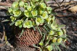 صورة Euphorbia bupleurifolia Jacq.