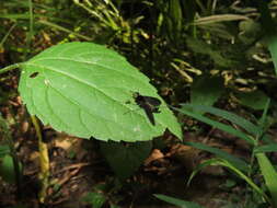 Image of Chrysopilus connexus Johnson 1912