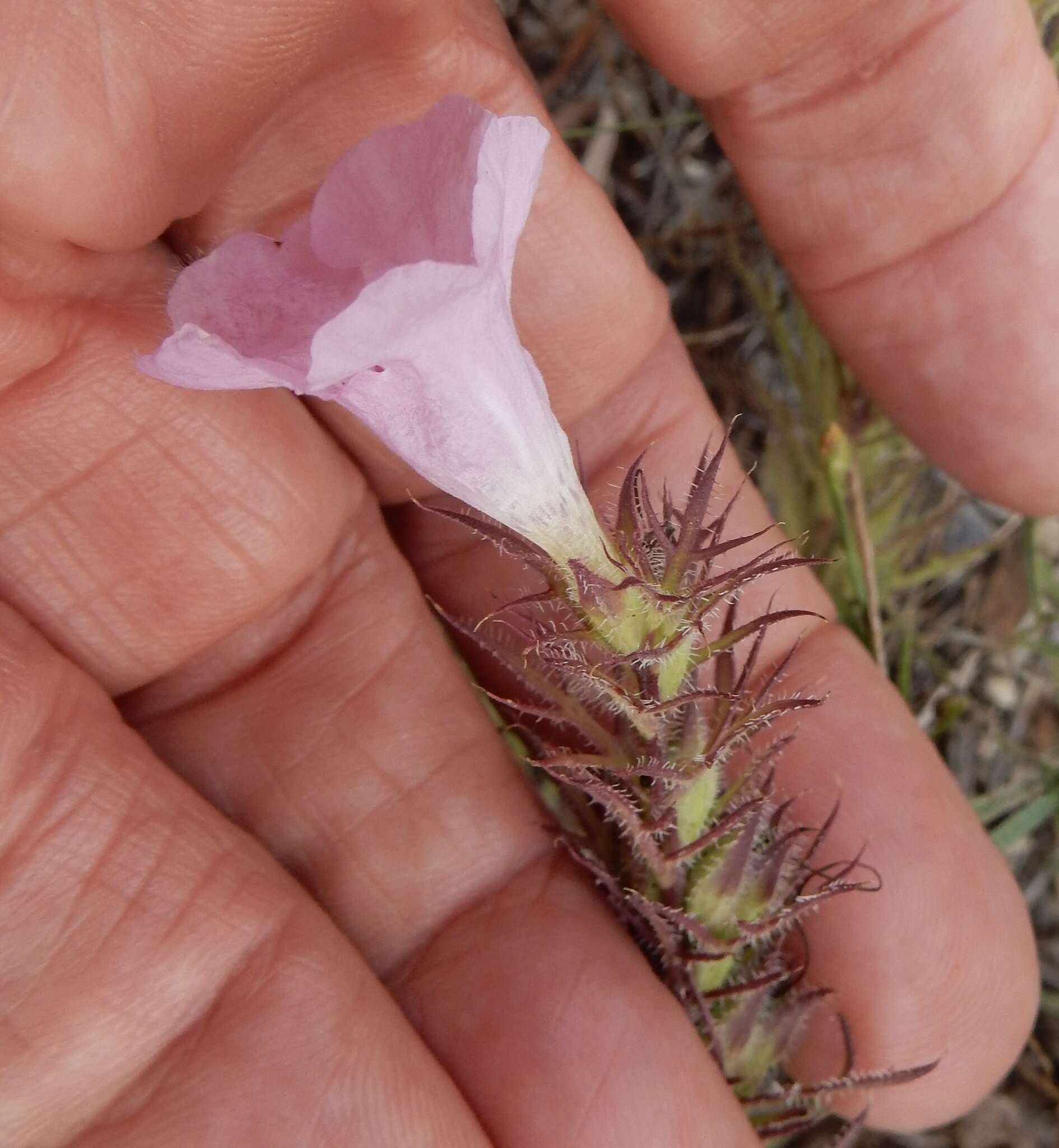 Imagem de Agalinis densiflora Blake