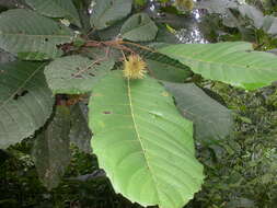 Image of Sloanea zuliaensis Pittier