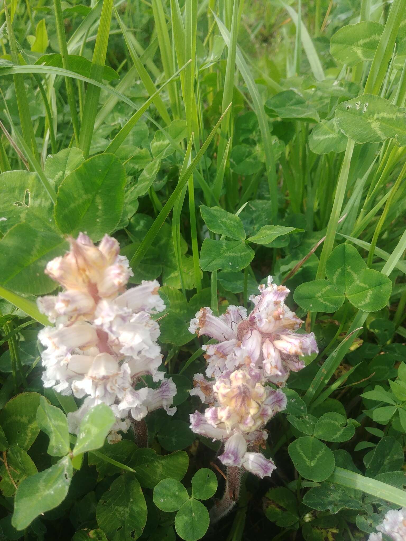 Image de Orobanche crenata Forsskál