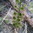 Drosera stolonifera subsp. porrecta (Lehm.) N. Marchant & Lowrie的圖片