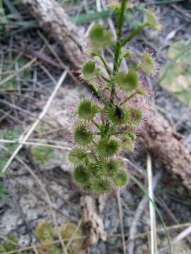 Image de Drosera stolonifera subsp. porrecta (Lehm.) N. Marchant & Lowrie