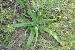 Plancia ëd Aloe greatheadii Schönland
