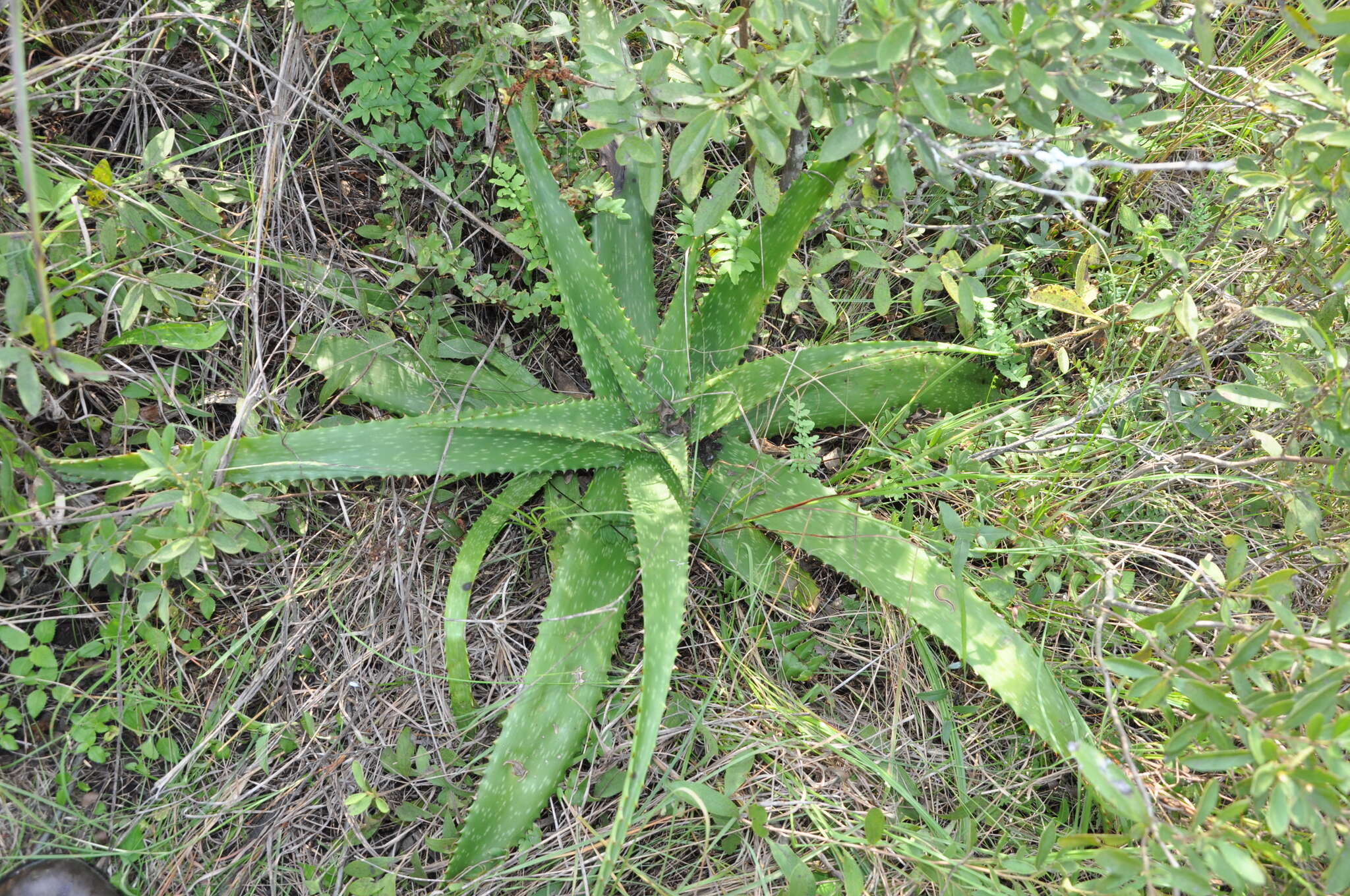 Image of Aloe greatheadii Schönland