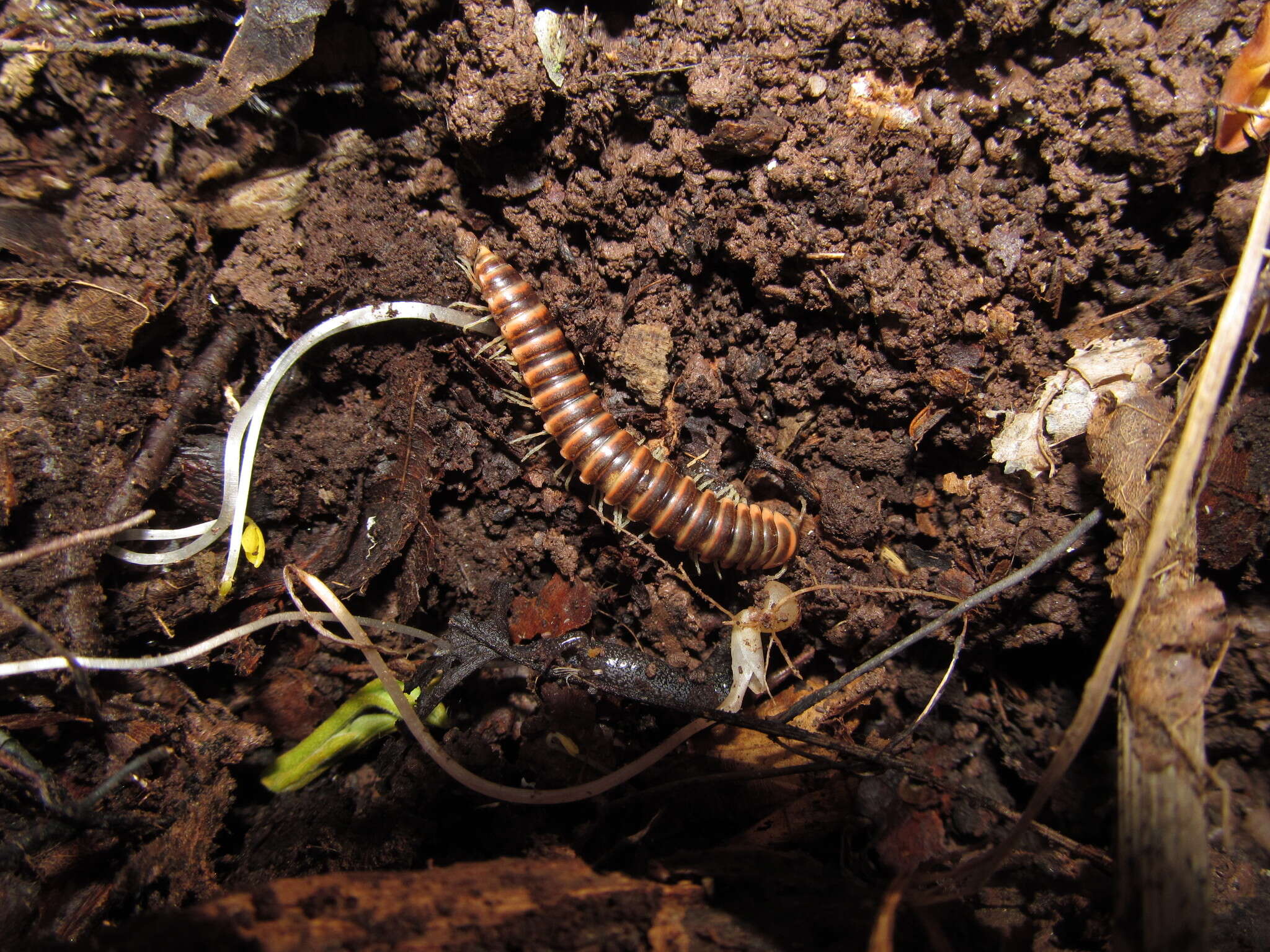 Image of Semionellus placidus (Wood 1864)