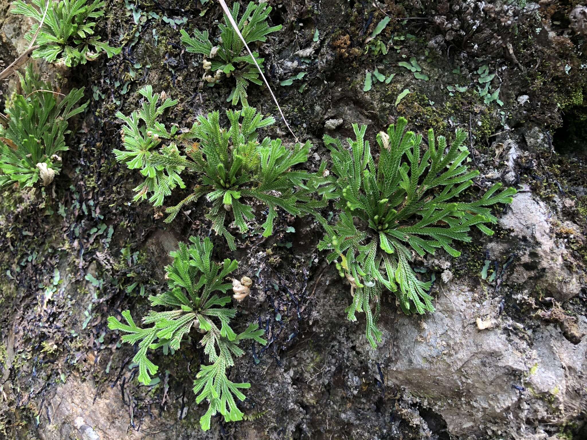 Image of Selaginella tamariscina (Beauv.) Spring