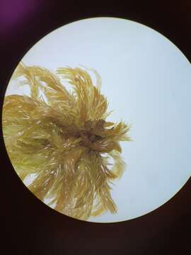 Sphagnum jensenii H. Lindberg 1899 resmi