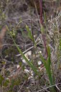 Слика од Watsonia spectabilis Schinz