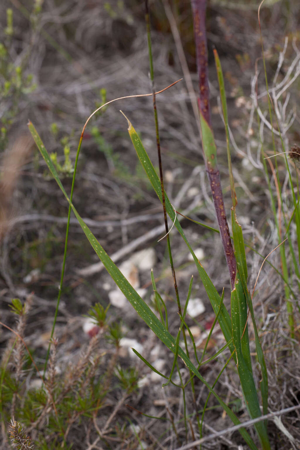 Слика од Watsonia spectabilis Schinz