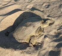 Image of Smooth Softshell Turtle