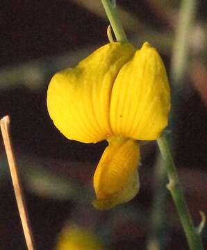 Image of Crotalaria spartioides DC.