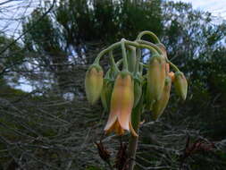 Image of <i>Cotyledon <i>orbiculata</i></i> var. orbiculata