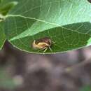 Imagem de Cyrtolobus flavolatus Woodruff