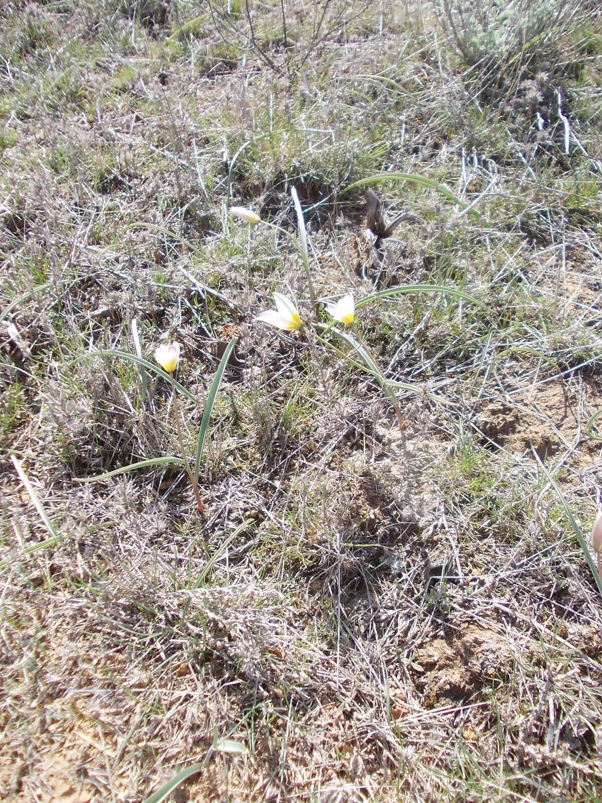 Image de Tulipa biflora Pall.