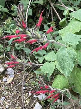 Imagem de Salvia longistyla Benth.