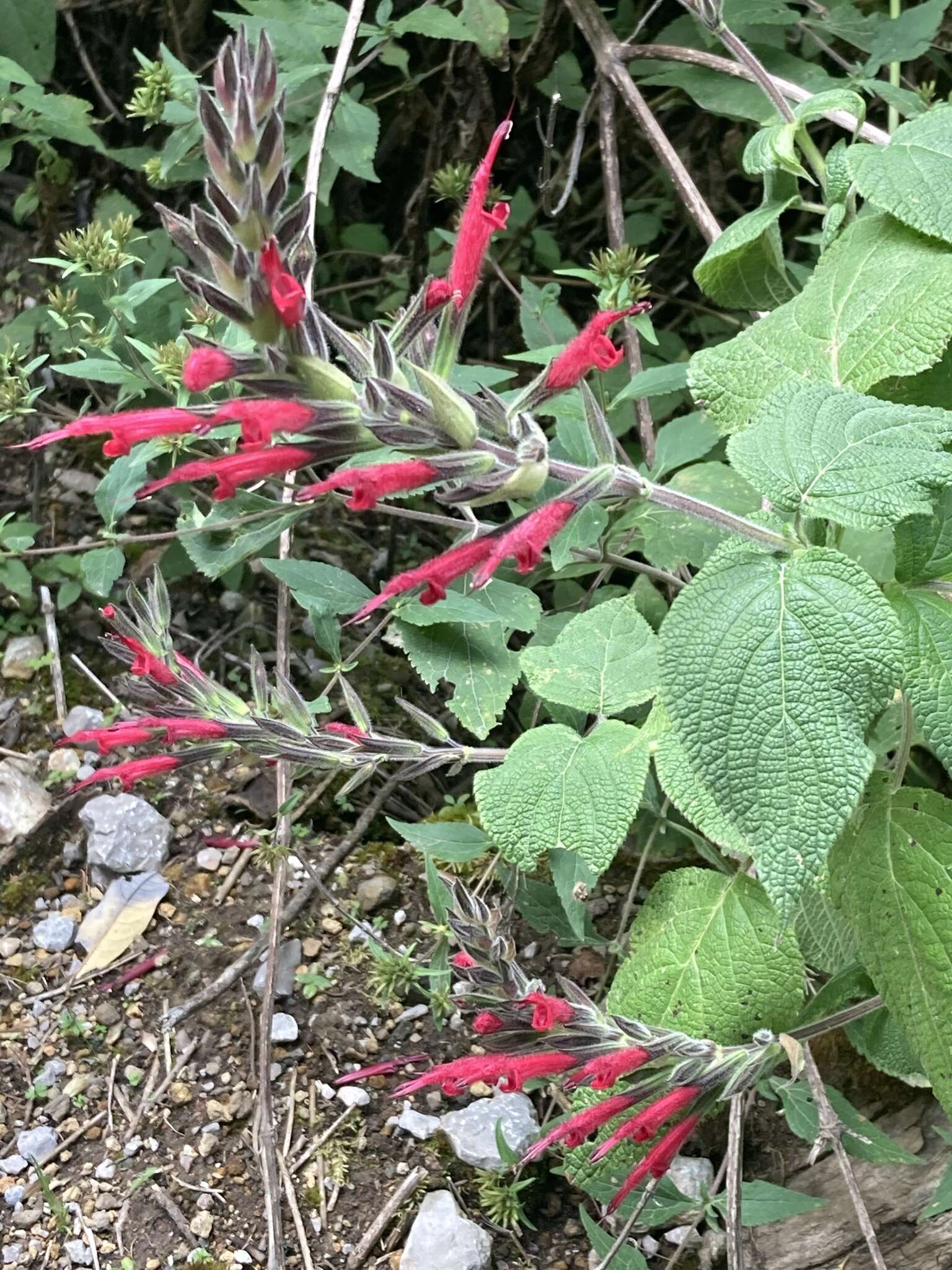 Image of Mexican sage