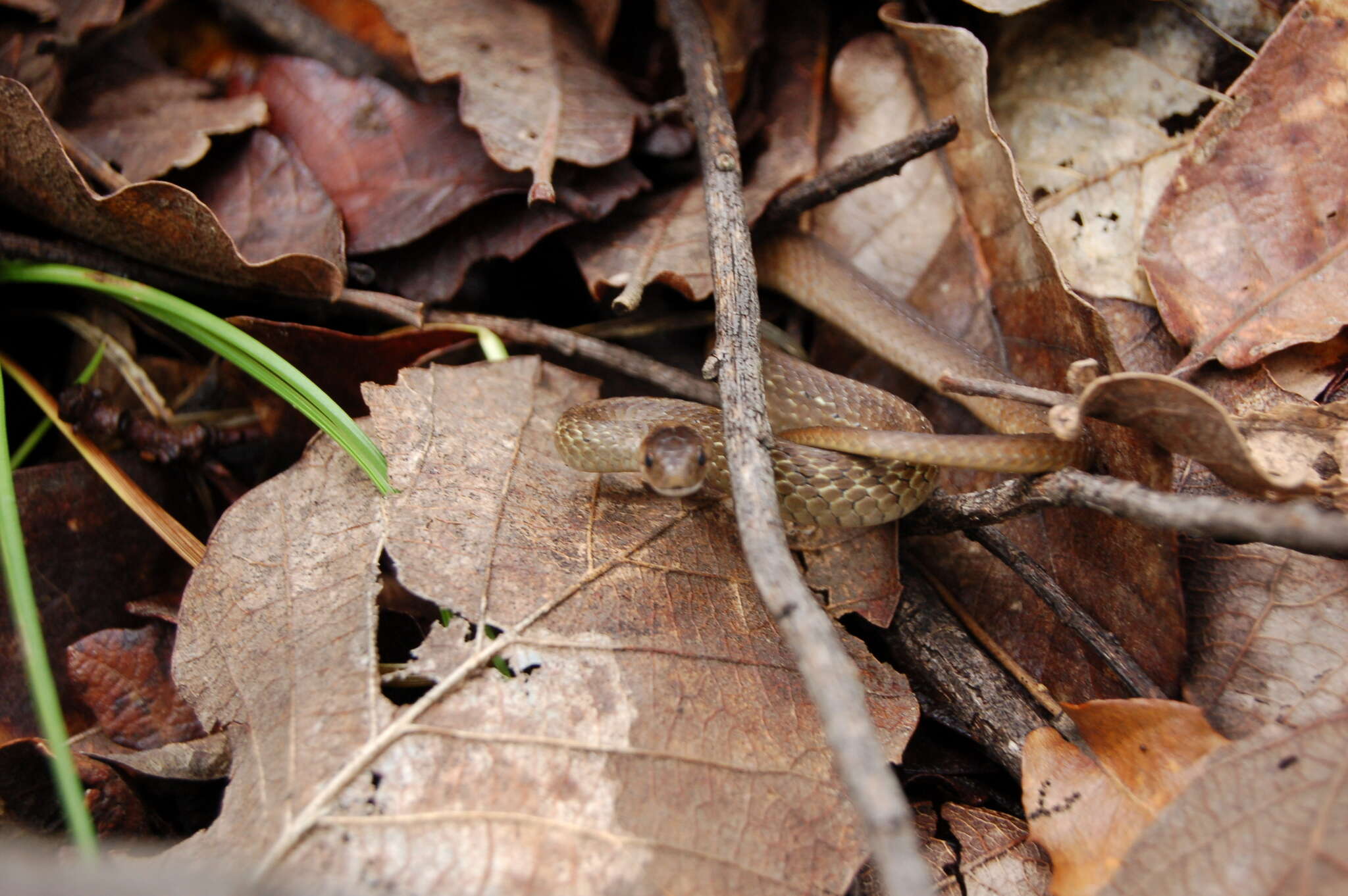 Image of Mexican Brown Snake