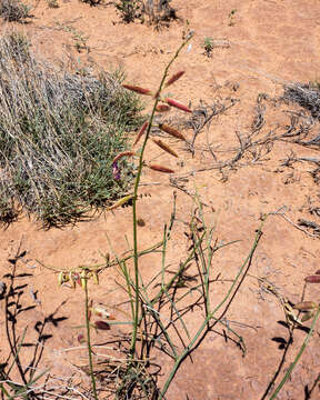 Imagem de Astragalus episcopus S. Wats.