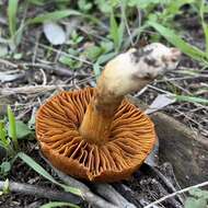 Image of Cortinarius orellanus Fr. 1838