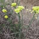 Image of Glischrocaryon flavescens (J. Drumm. ex Hook.) Orchard