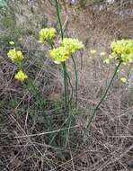 Image of Glischrocaryon flavescens (J. Drumm. ex Hook.) Orchard