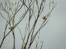 Zosterops lateralis westernensis (Quoy & Gaimard 1832) resmi