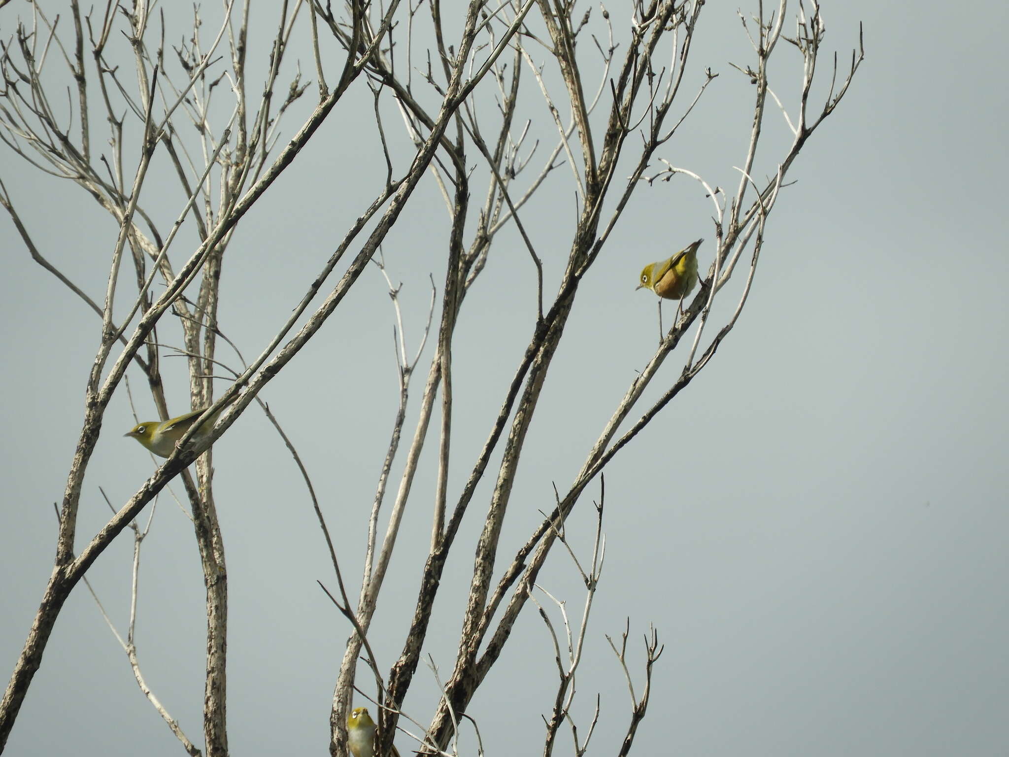 Zosterops lateralis westernensis (Quoy & Gaimard 1832) resmi