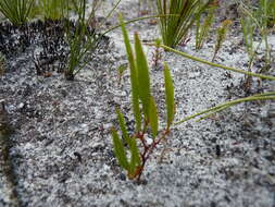 Image of Indigofera guthriei Bolus