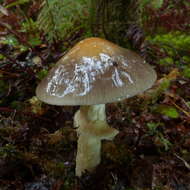 Слика од Cortinarius pselioticton Soop 2008