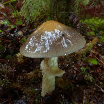 Image of Cortinarius pselioticton Soop 2008