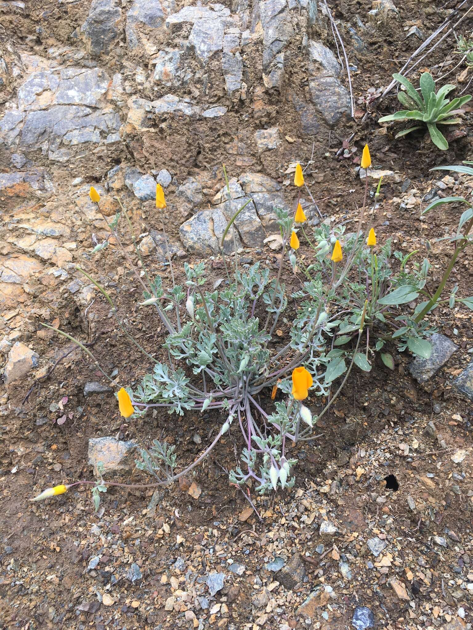 Image of San Benito poppy