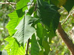 Image of poinsettia