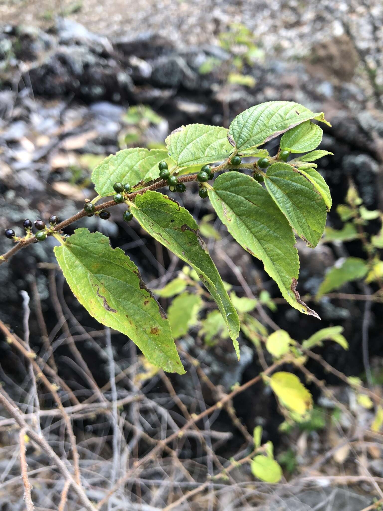 Image of Trema tomentosa var. tomentosa